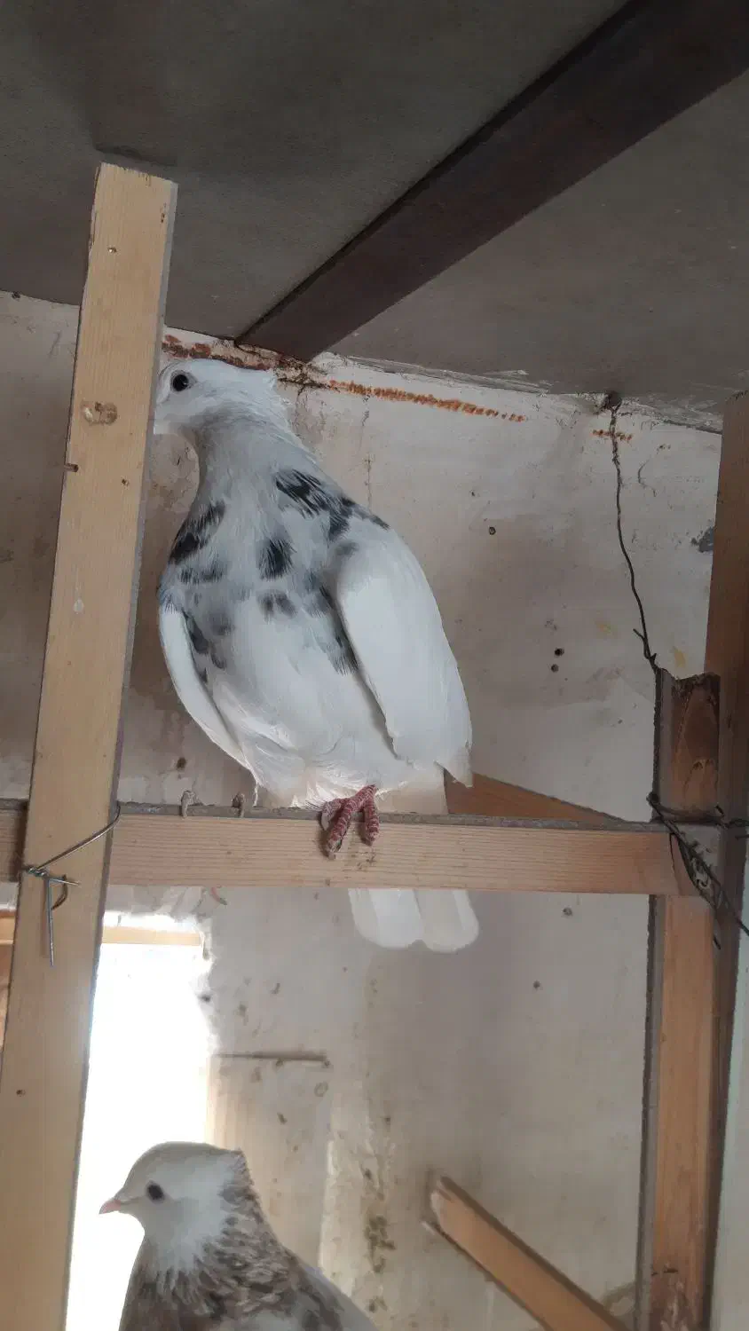 کبوتر نرالماسی|پرنده|کرمانشاه, |دیوار