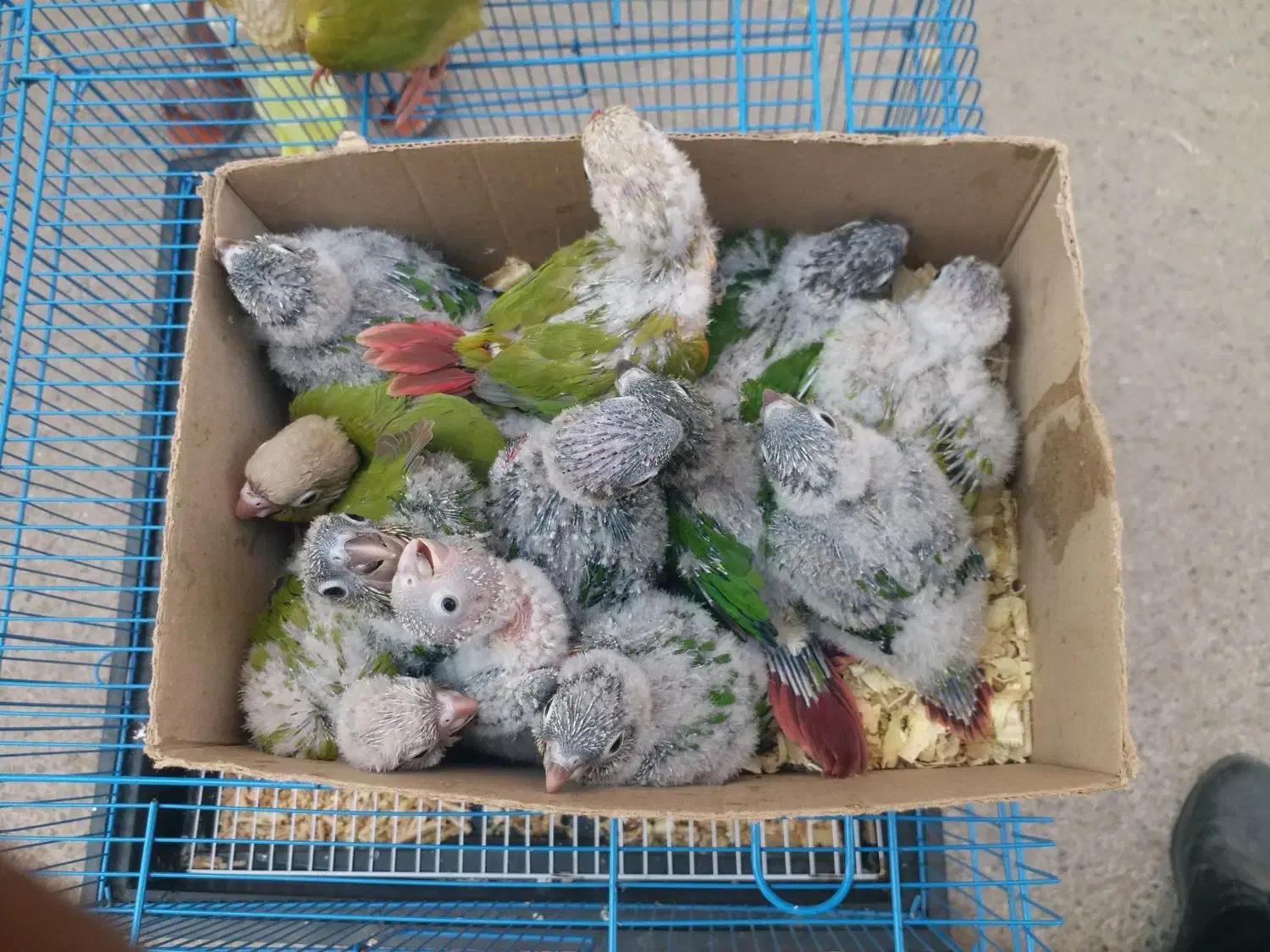 جوجه طوطی گرینچیک سرلاکی تا دونه خور گرین جیک|پرنده|بندرعباس, |دیوار