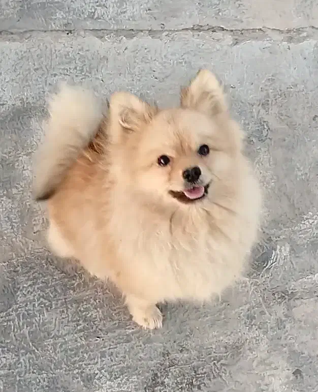 پامرخرسی پسر|سگ|سبزوار, امام خمینی (ناوی)|دیوار