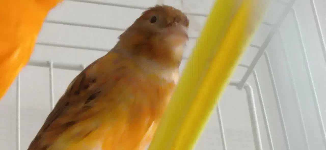 قناری ماده|پرنده|سمنان, |دیوار