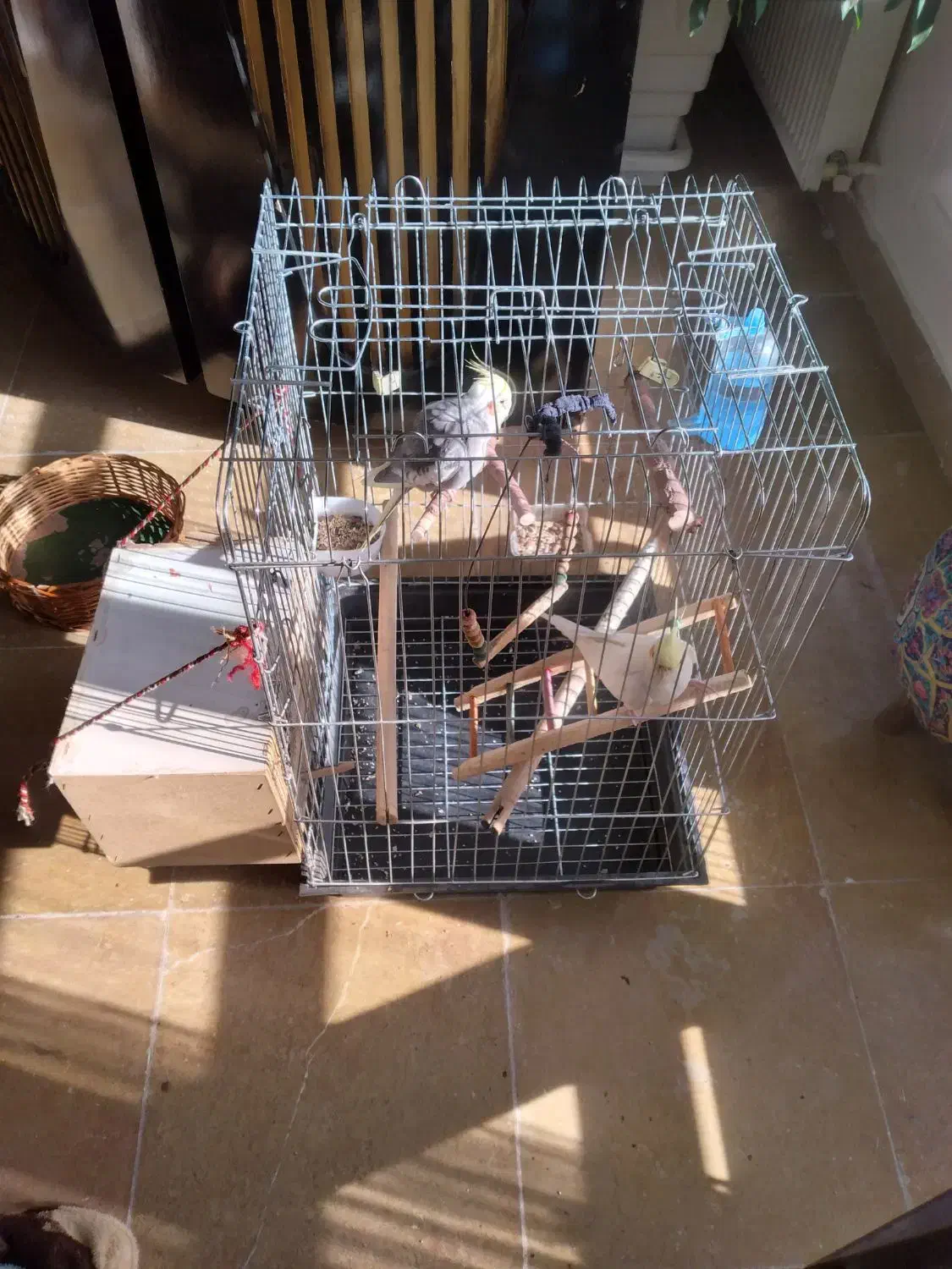 عروس هلندی|پرنده|کرج, فاز ۲ مهرشهر|دیوار