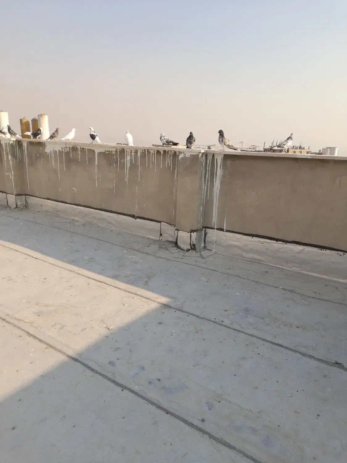 تعداد۲۵|پرنده|پردیس, فاز ۱۱|دیوار