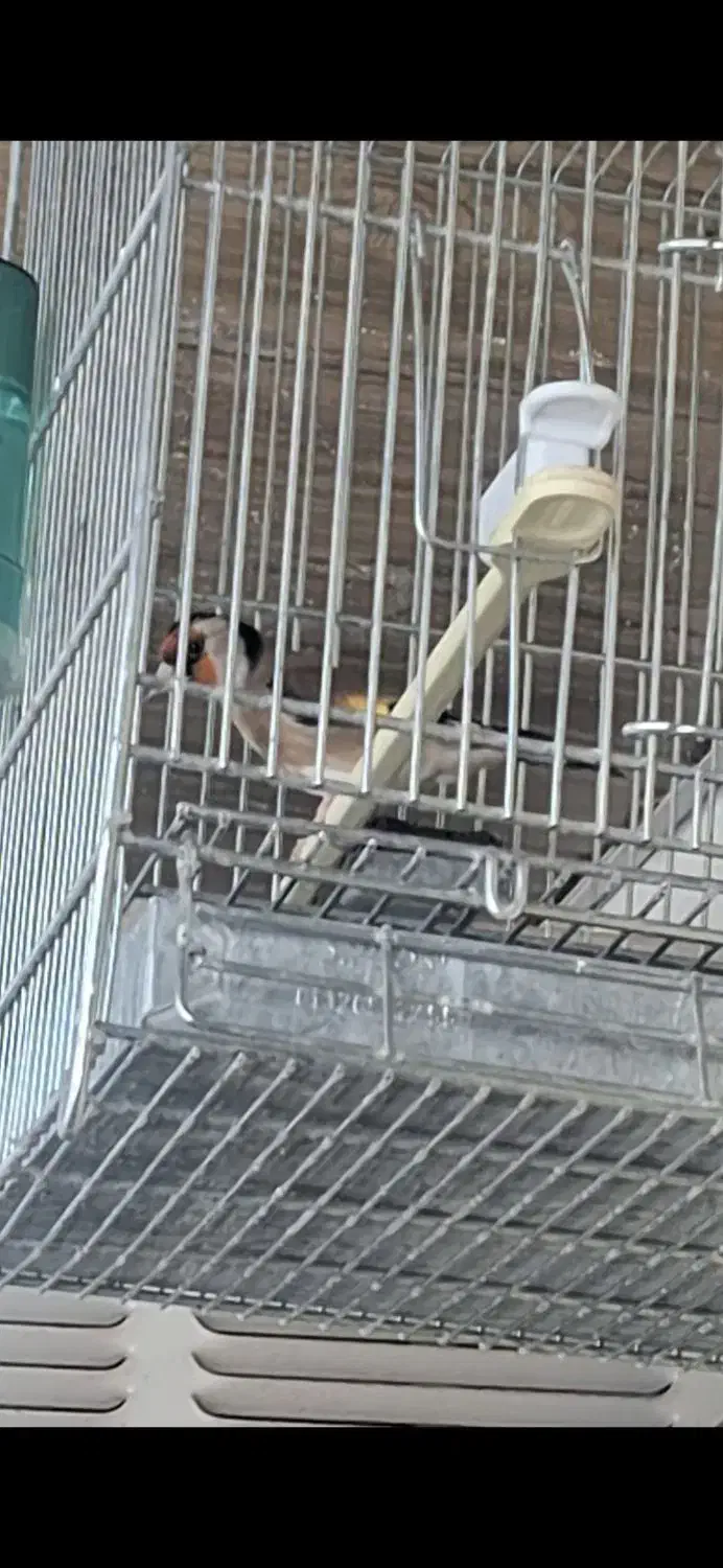 سهره|پرنده|بوشهر, |دیوار