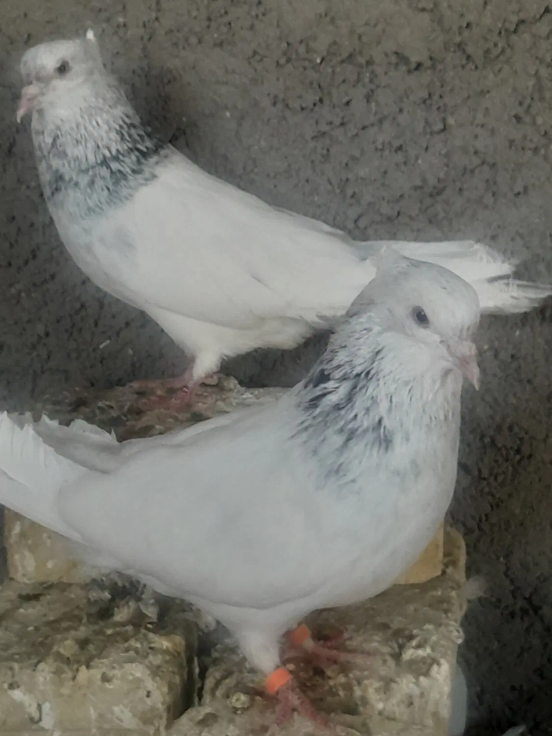 پرنده|پرنده|ساوه, |دیوار