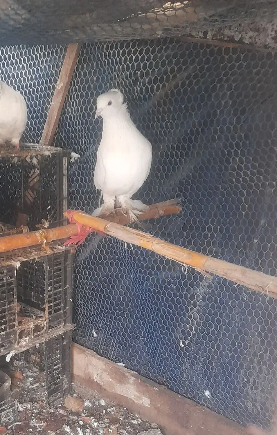 کبوتر|پرنده|گمیشان, |دیوار