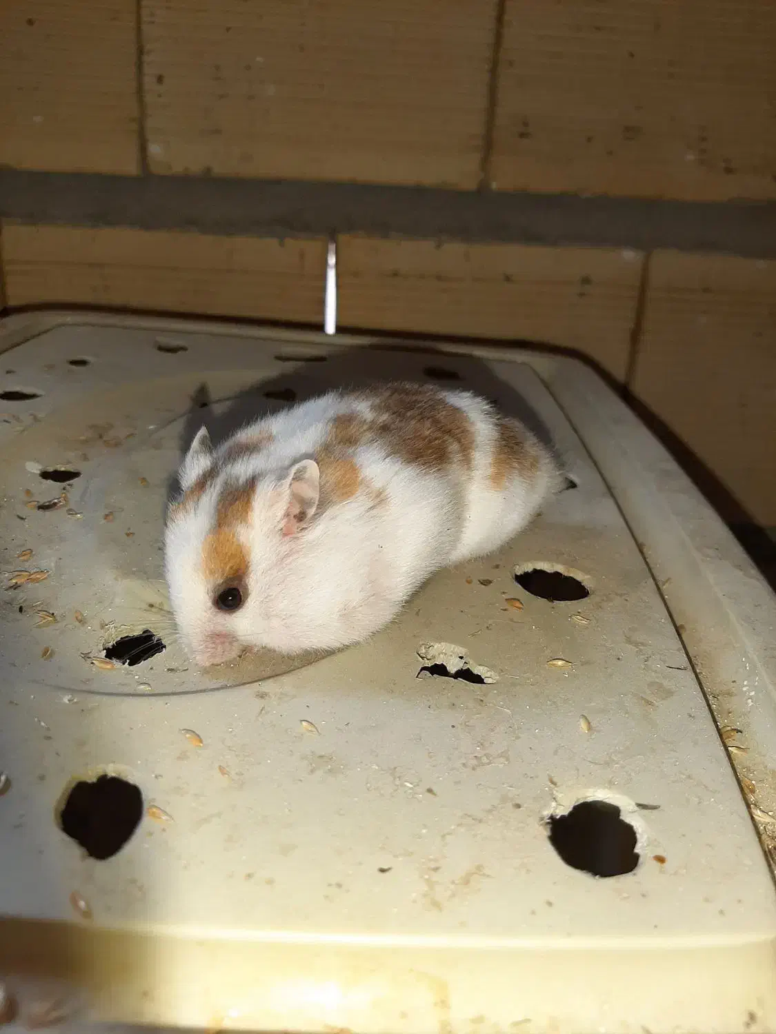 همستر|موش و خرگوش|یاسوج, |دیوار