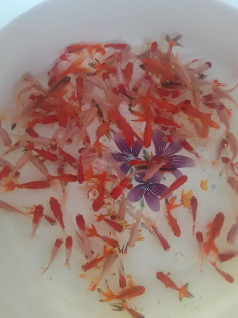 ماهی کاشی|ماهی|شاهرود, |دیوار