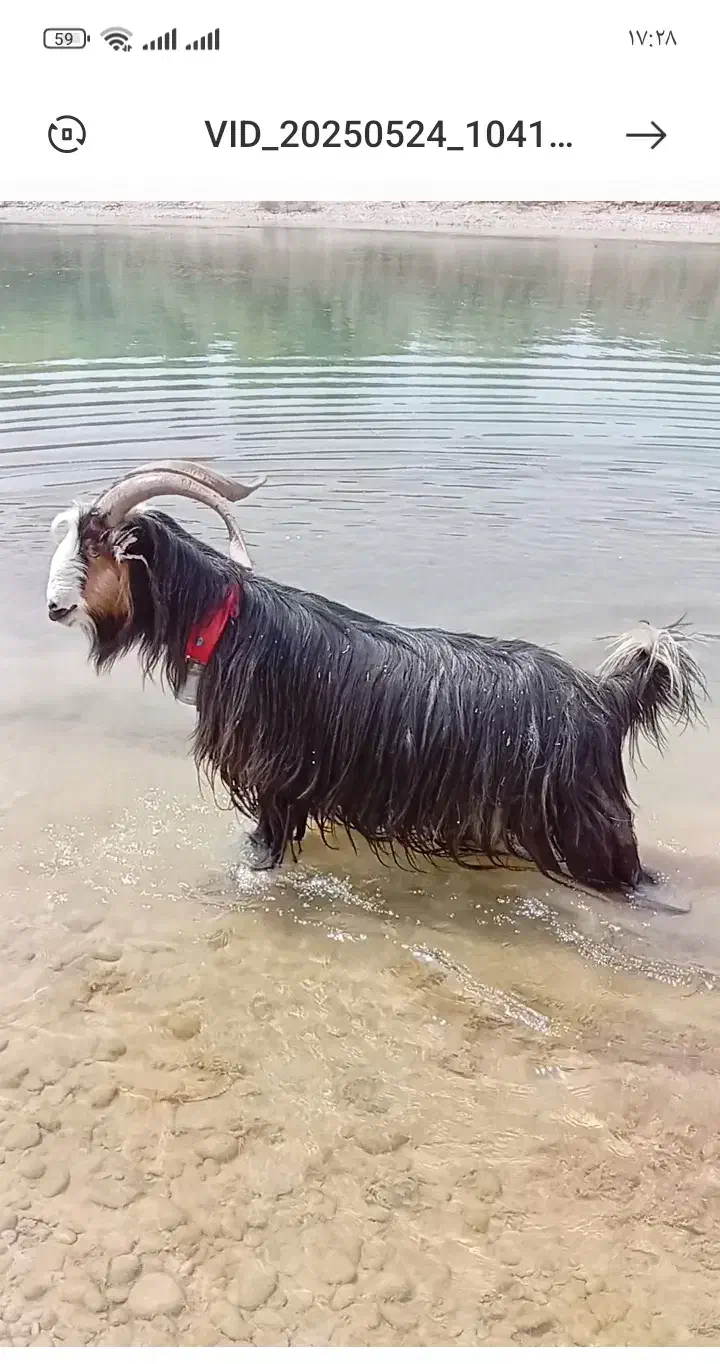 دوبر بز قوچ نرمیش|حیوانات مزرعه|شوشتر, |دیوار