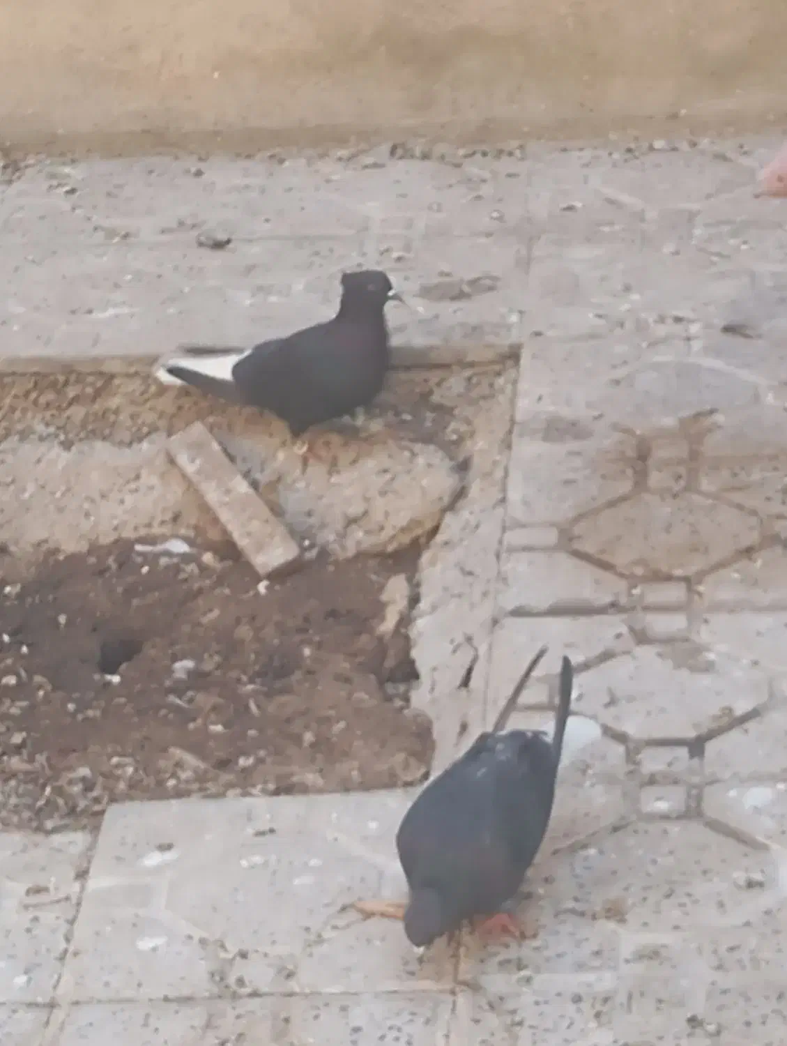 14تا باهم 12ملیون|پرنده|مهران (ایلام), |دیوار