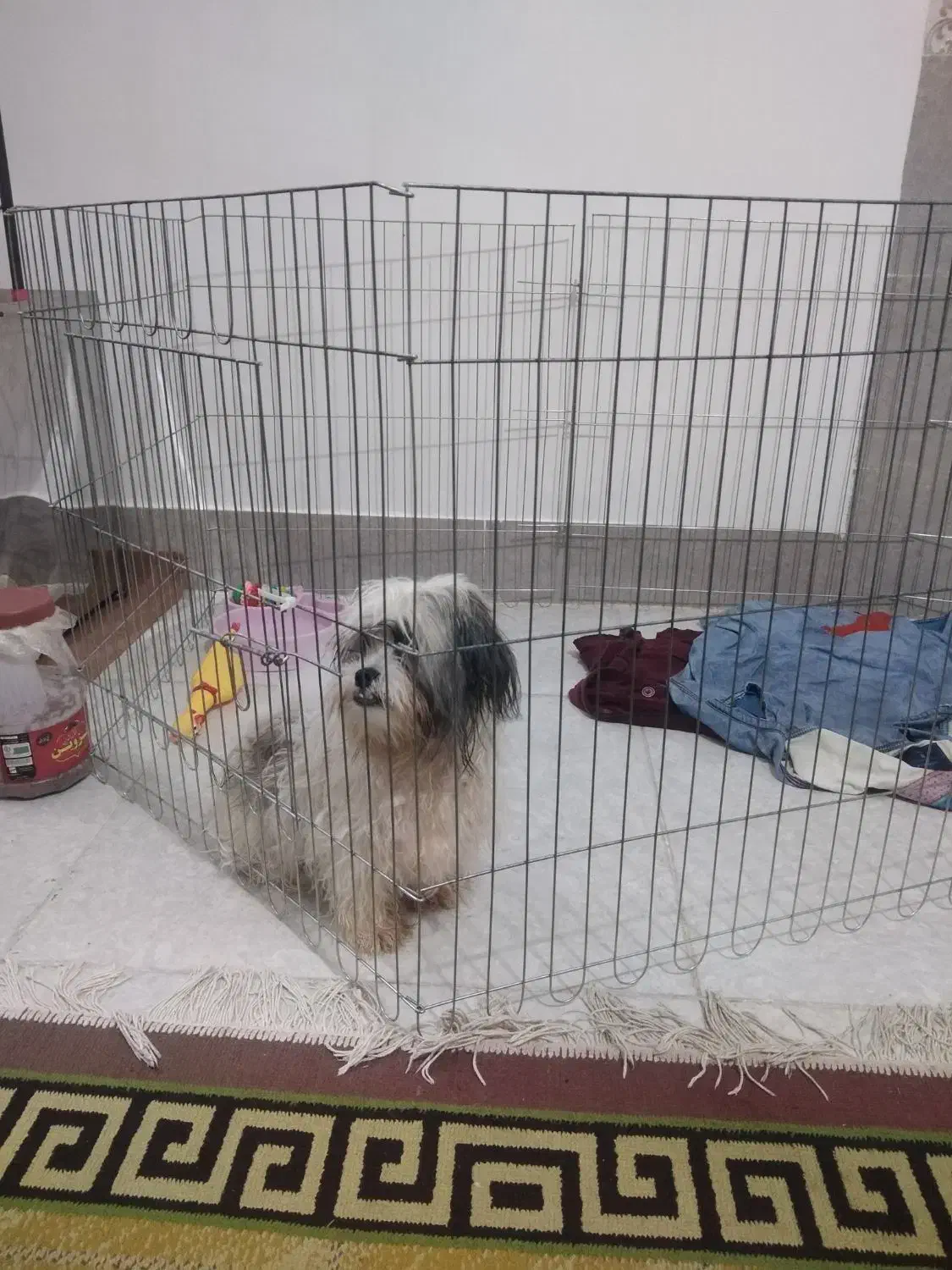 یک عدد سگ توله سه ونیم ماهه شیت سوپر فلت کوچک ریز|سگ|گرگان, |دیوار