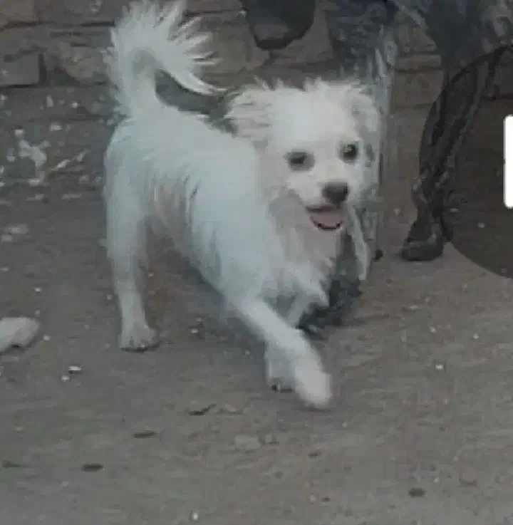 سگ خانگی|سگ|زاهدان, |دیوار