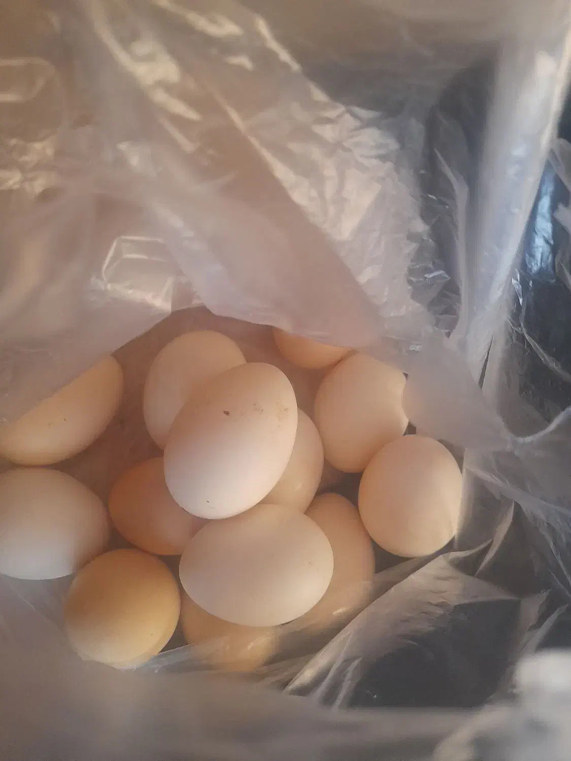 تخم  مرغ|خوردنی و آشامیدنی|مسجد سلیمان, |دیوار