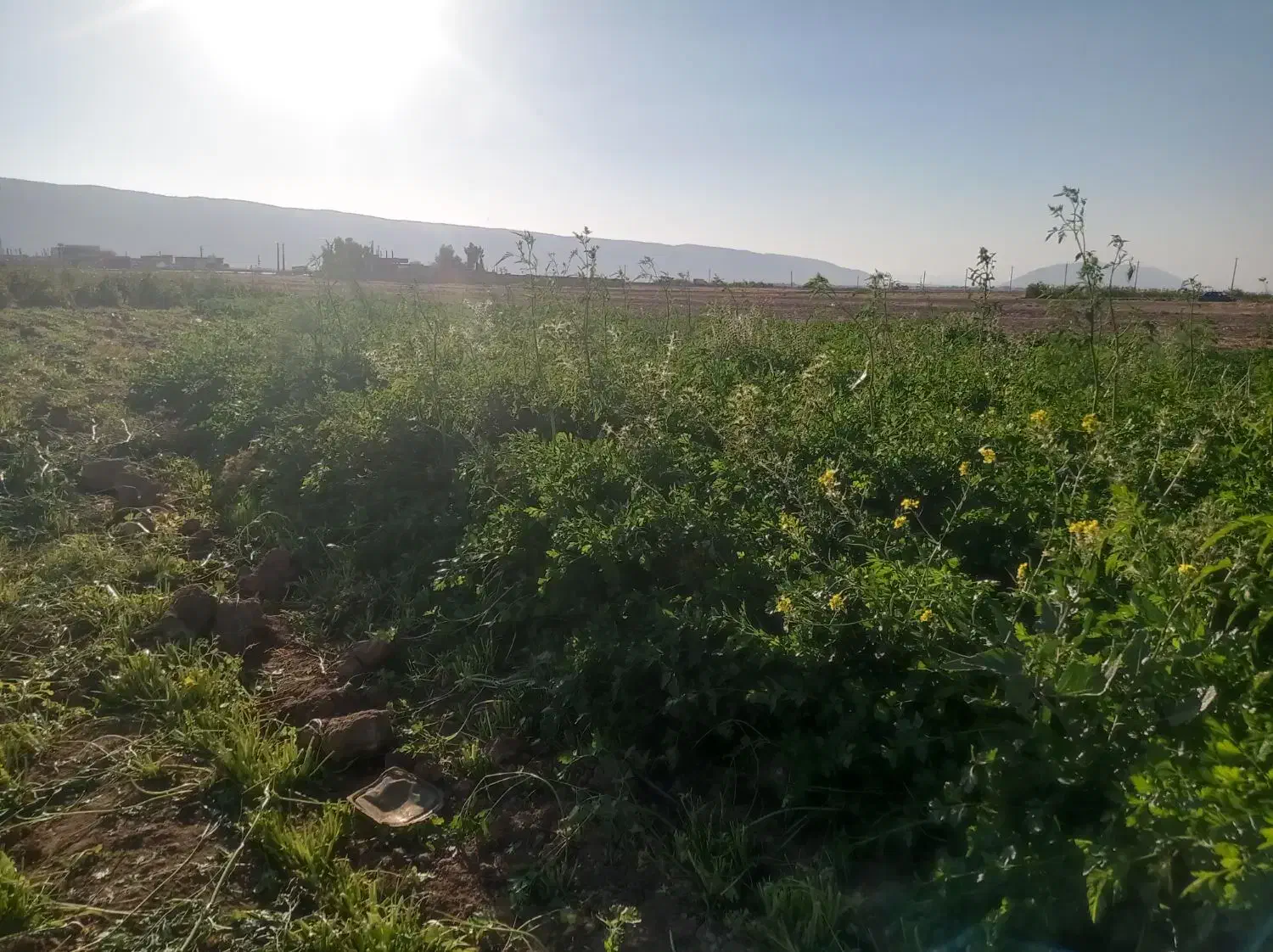 سبزی‌جات|خوردنی و آشامیدنی|رومشکان, |دیوار