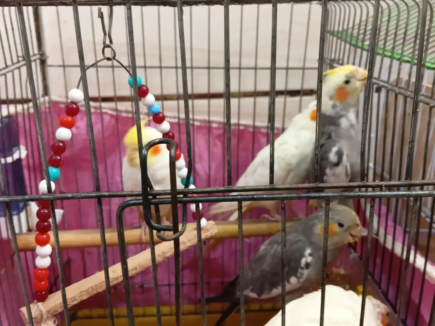 ۴عددعروس هلندی|پرنده|بندر امام خمینی, |دیوار