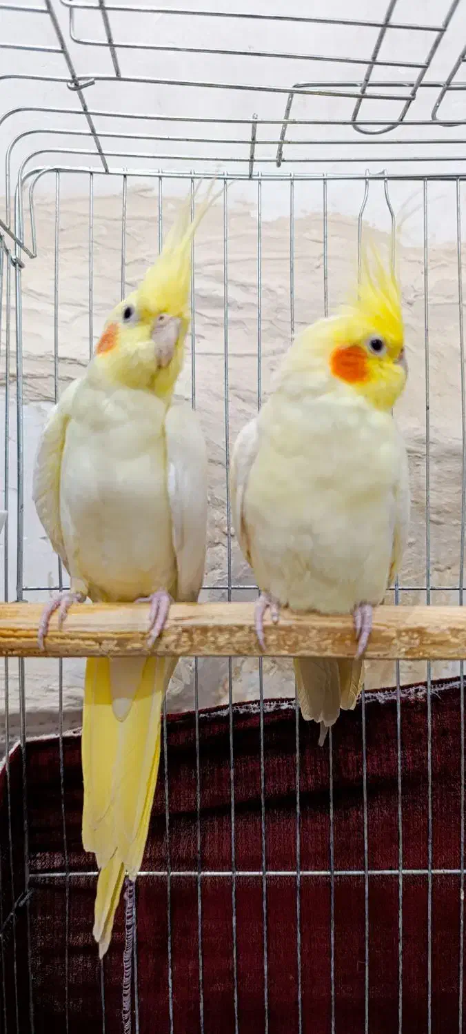 حمیدیه شبیشه|پرنده|حمیدیه, |دیوار