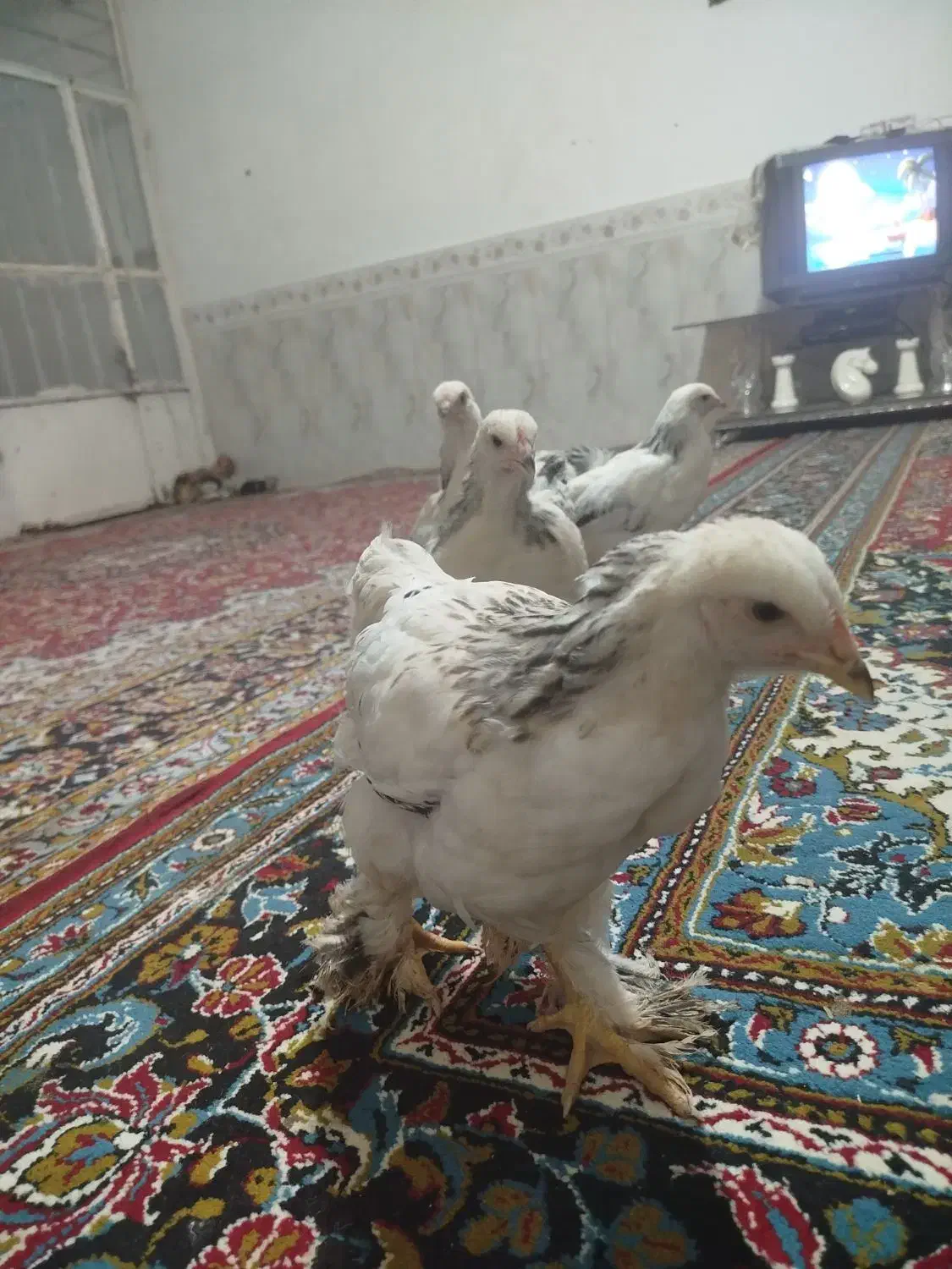 جوجه برهما ۳ ماه|حیوانات مزرعه|مشهد, علی آباد|دیوار