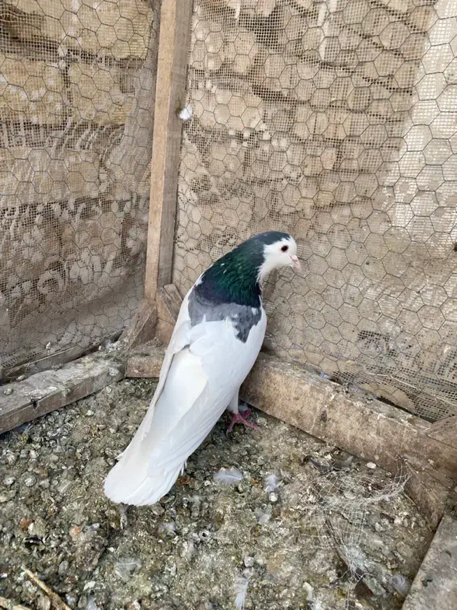 دمگیر دوبحر|پرنده|برخوار, |دیوار