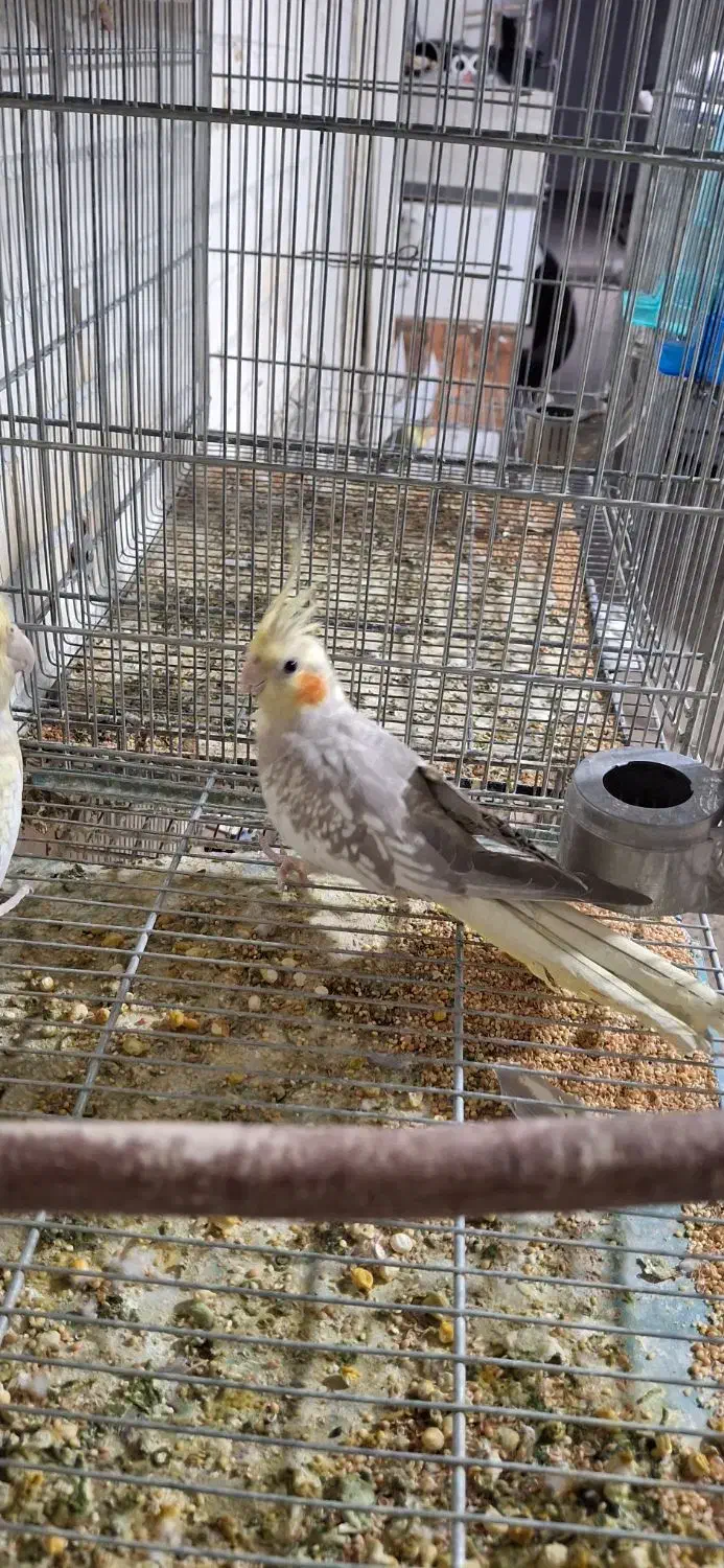 کوتوله مولد 10جفت|پرنده|رفسنجان, |دیوار