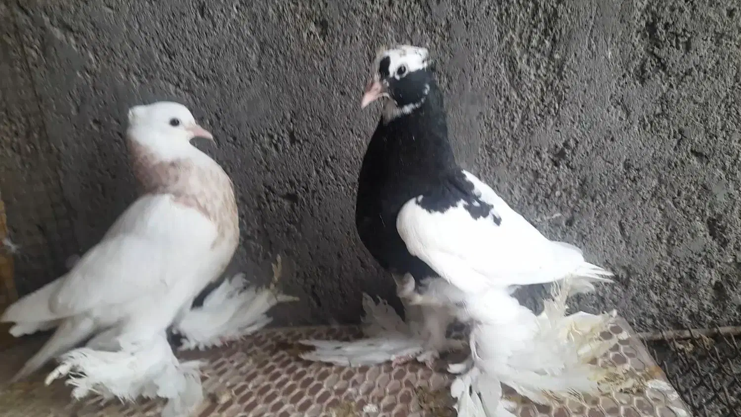 کبوترطوقی پاپرسلطنتی|پرنده|لامرد, |دیوار