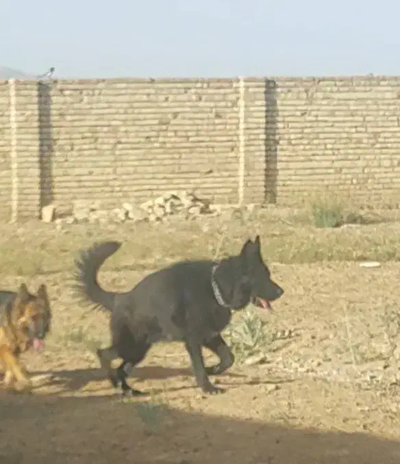 سگ ژرمن|سگ|کرج, مهرویلا جنوبی|دیوار