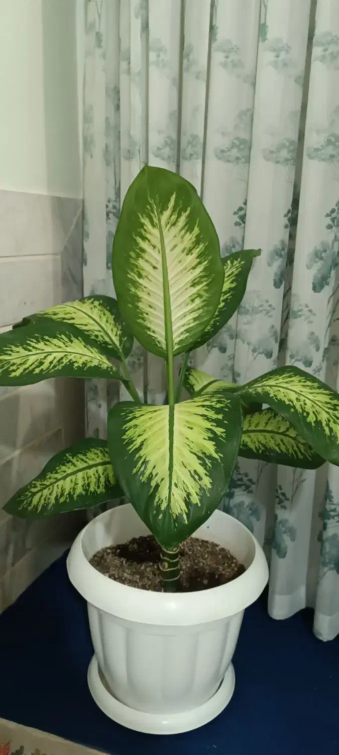 گل آپارتمانی|گل و گیاه طبیعی|اقبالیه, |دیوار