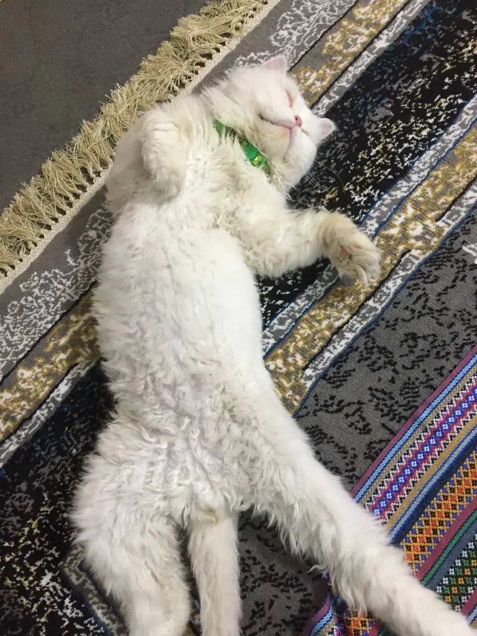 گربه پرشین ساکت و خانگی|گربه|میاندوآب, |دیوار