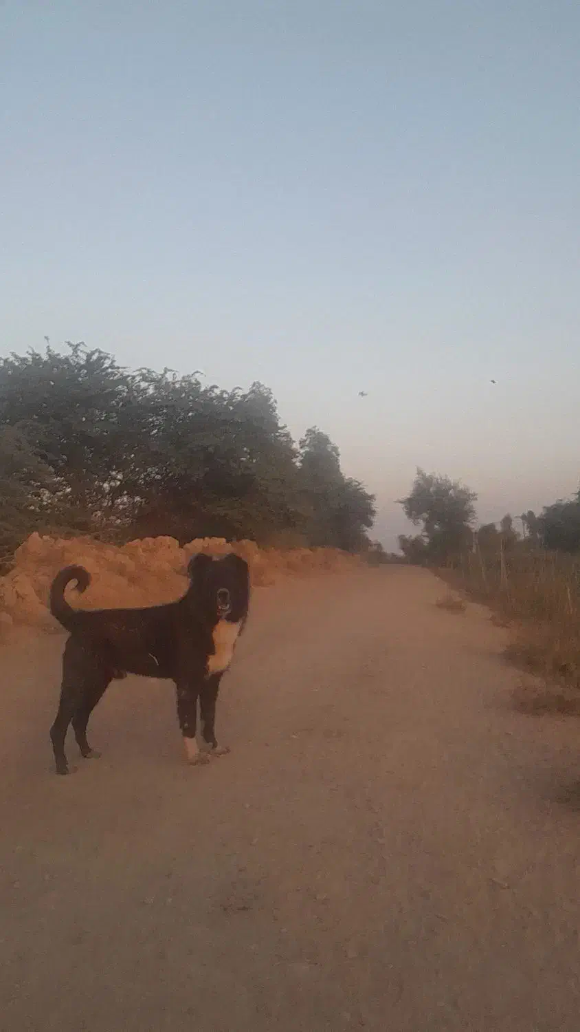 سگ قدرجونی|سگ|شوش, |دیوار