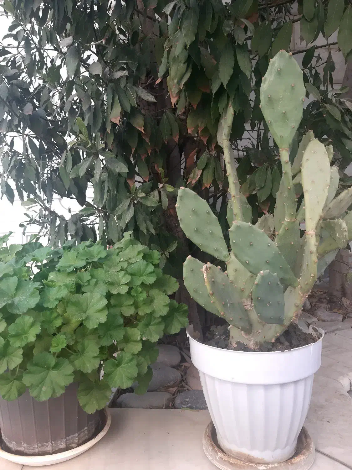 گیاه. شمعدانی و کاکتوس|گل و گیاه طبیعی|تهران, حکیمیه|دیوار