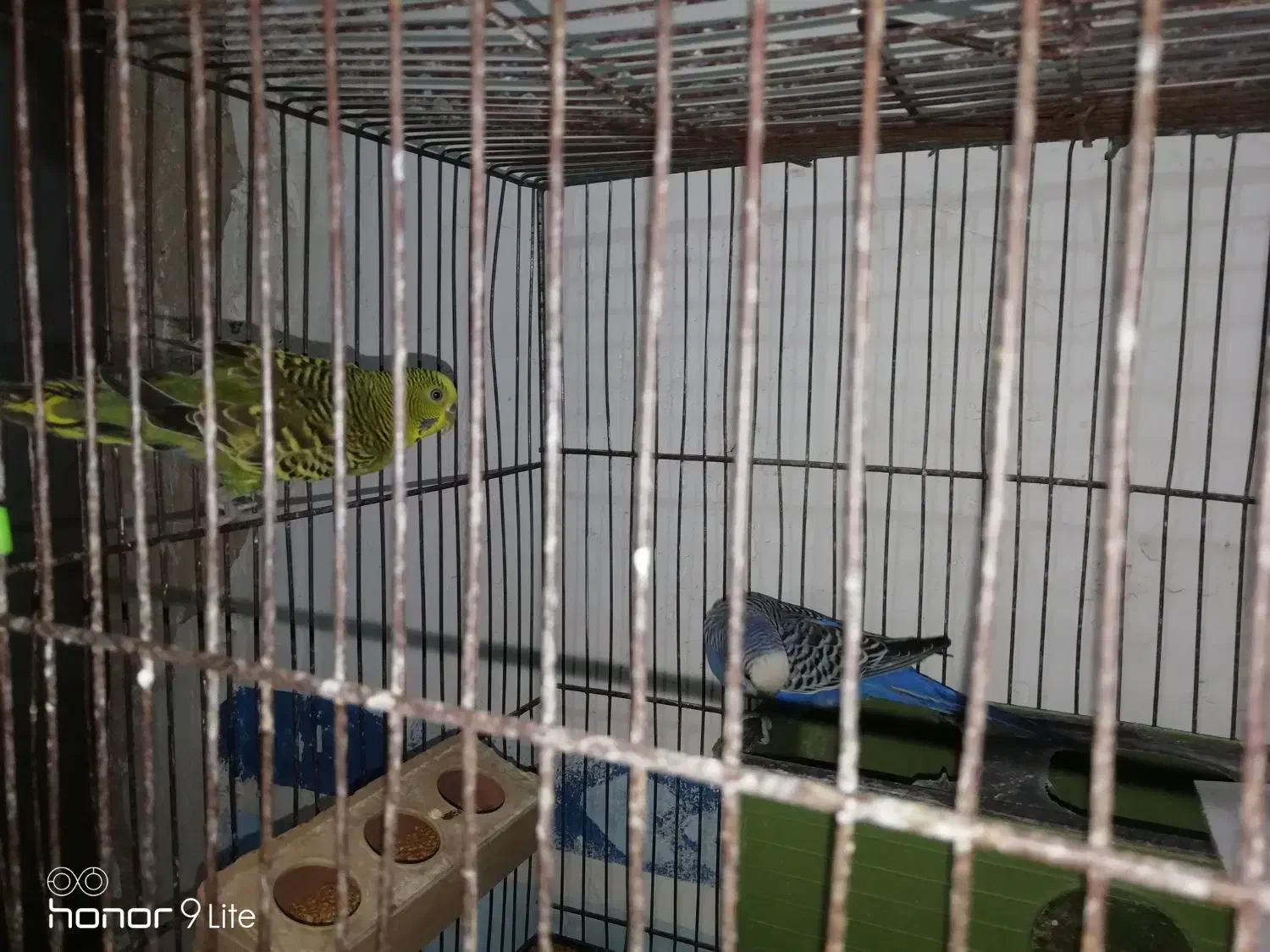 فروش یک جفت مرغ عشق|پرنده|داراب, |دیوار