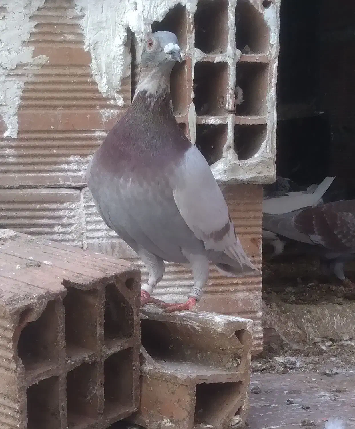 کبوتر مسافتی فیلی و سفید|پرنده|مینودشت, |دیوار