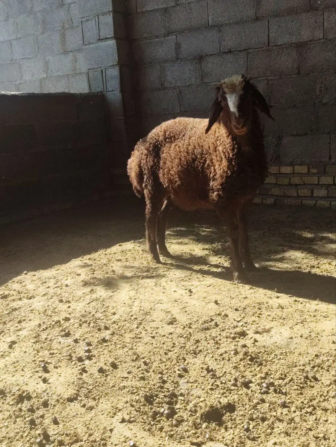 بره نر کیلو نیست بشرط|حیوانات مزرعه|گرگان, |دیوار