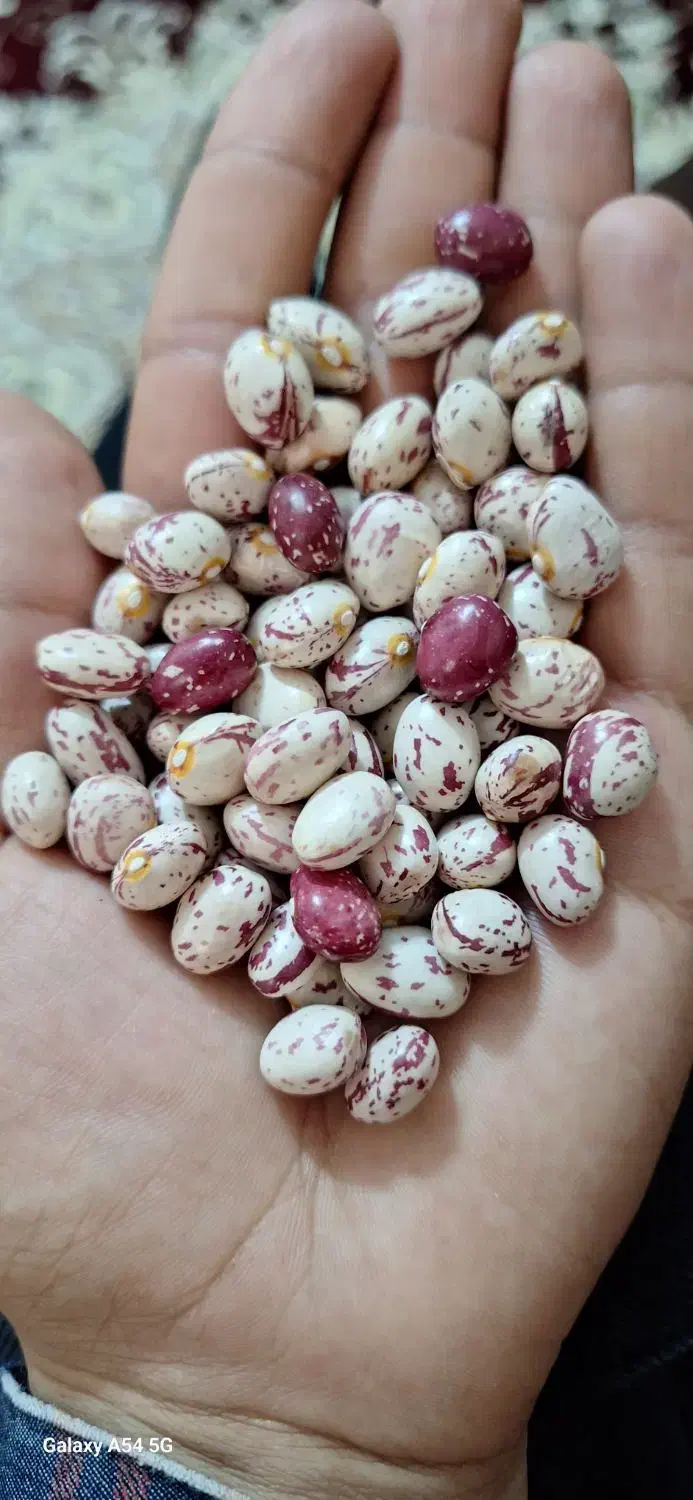 لوبیا چیتی|خوردنی و آشامیدنی|دیواندره, |دیوار