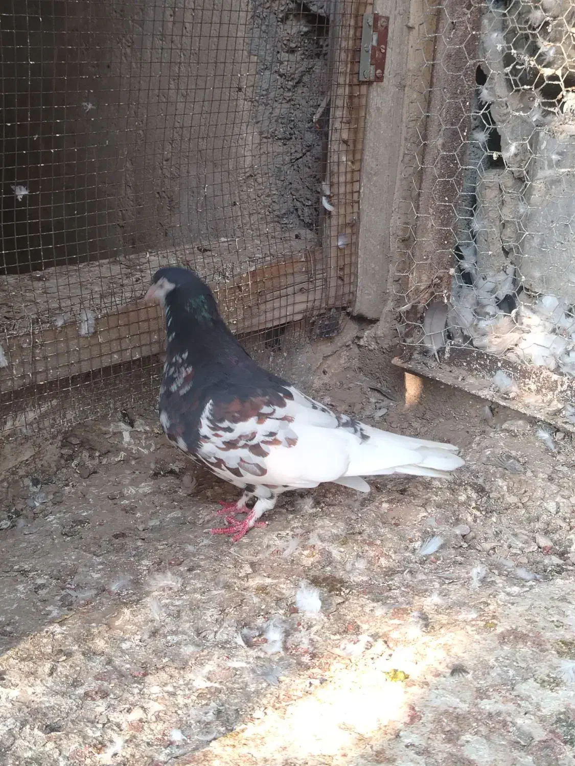 شهری ماده|پرنده|آبپخش, |دیوار