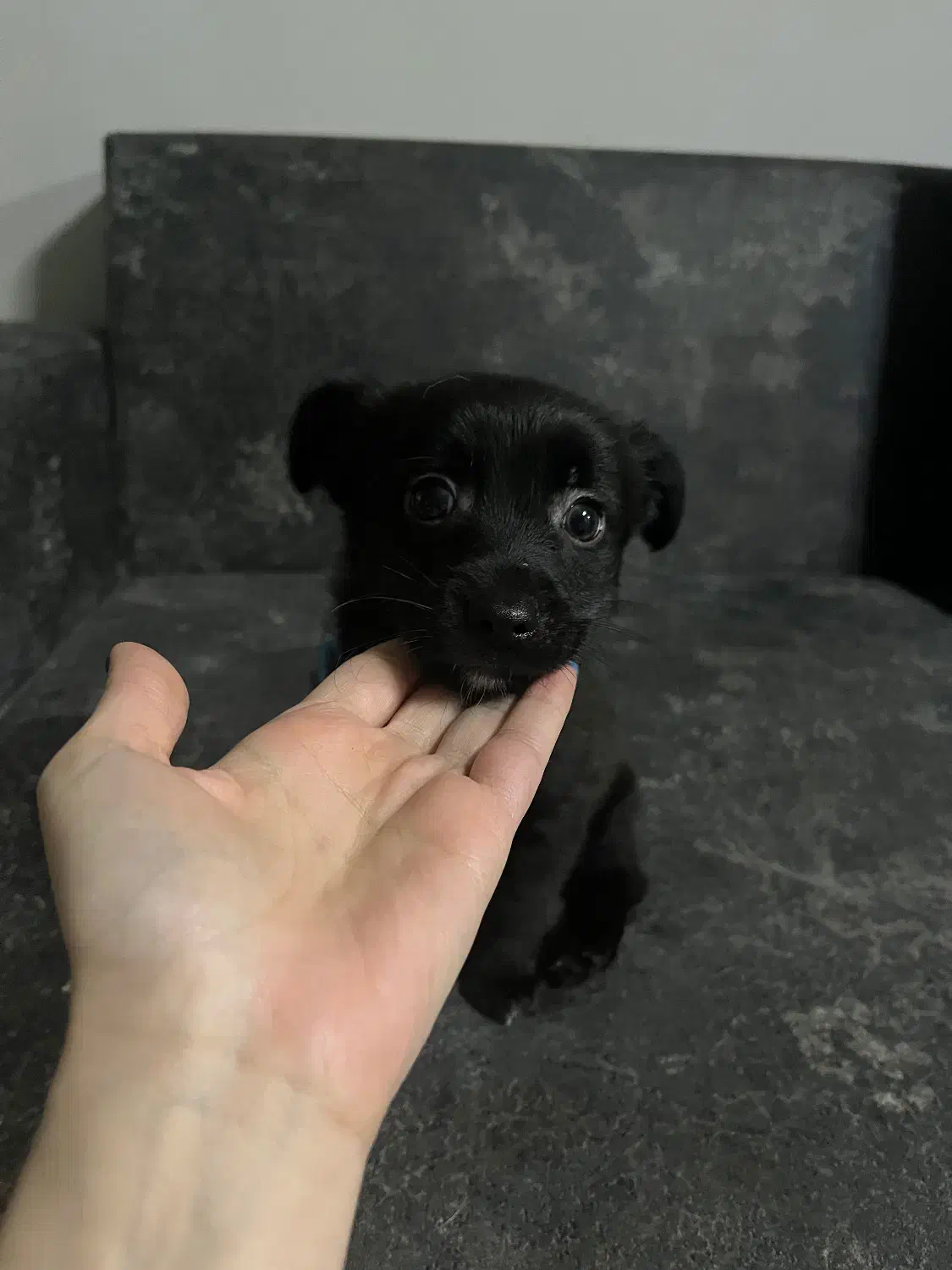 سگ مشکی|سگ|تهران, فلاح|دیوار