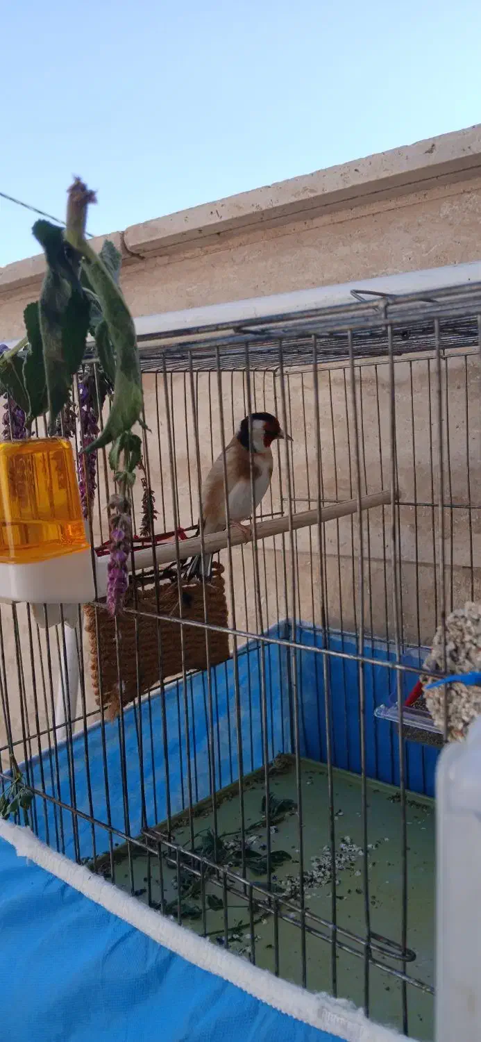 سهره|پرنده|ابهر, |دیوار