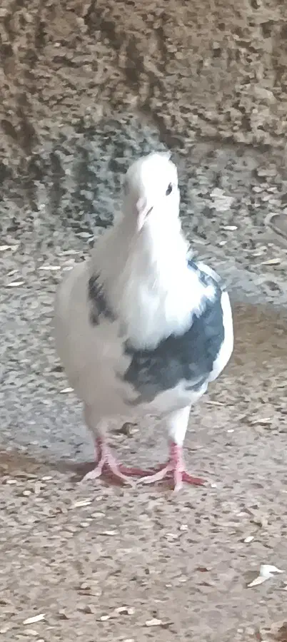 کبوتر فروشی|پرنده|ایوان, |دیوار