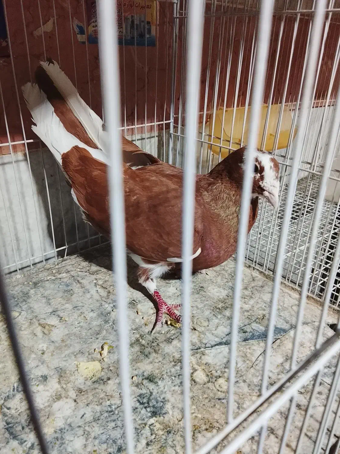 کفتر|پرنده|چناران, |دیوار