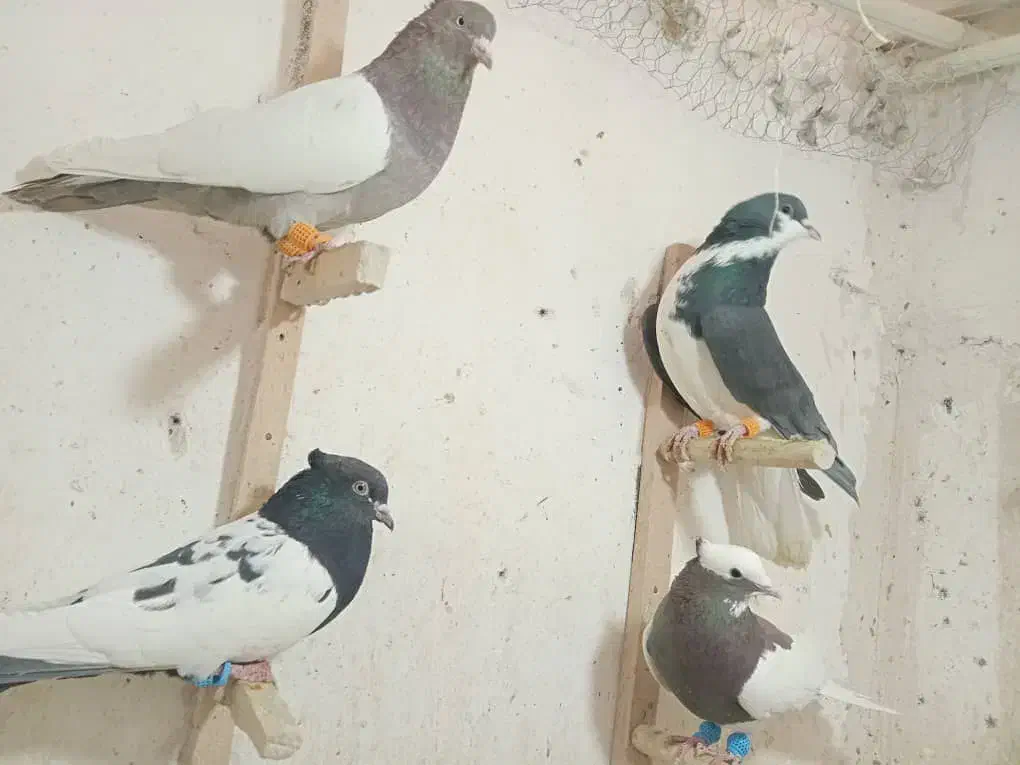 فروش کبوتر|پرنده|شیراز, سیلو|دیوار