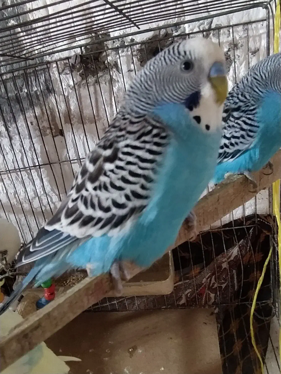 مرغ عشق نر|پرنده|تولم شهر, |دیوار