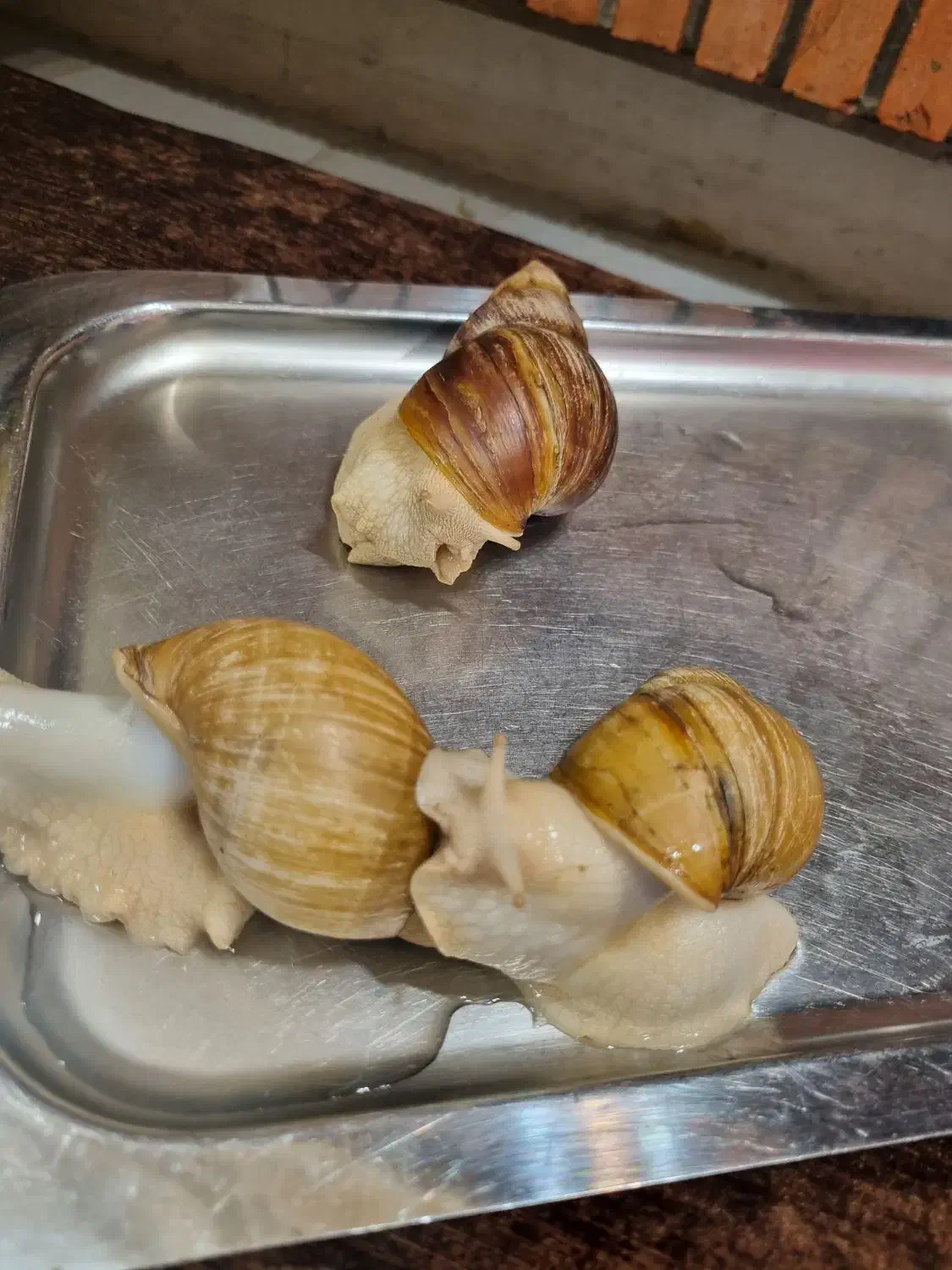 حلزون مولد آلبینو|خزنده|قم, چهل درخت‎|دیوار