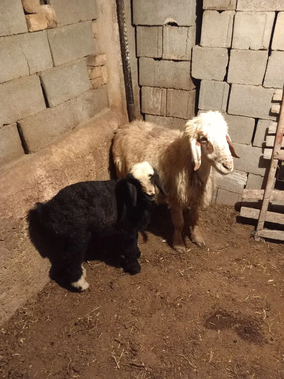 میش|حیوانات مزرعه|جره و بالاده, |دیوار