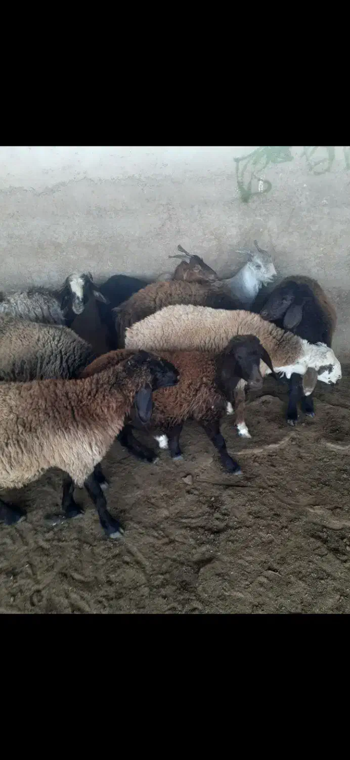 مرغ و خروس . بره کهره|حیوانات مزرعه|شیراز, جوادیه|دیوار