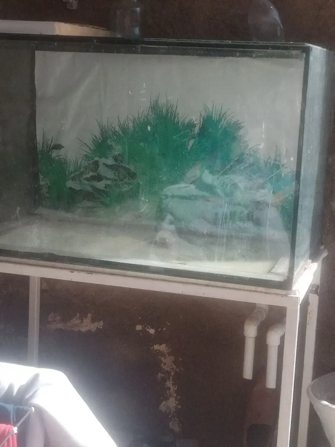 اکواریوم|ماهی|نیشابور, مازول|دیوار