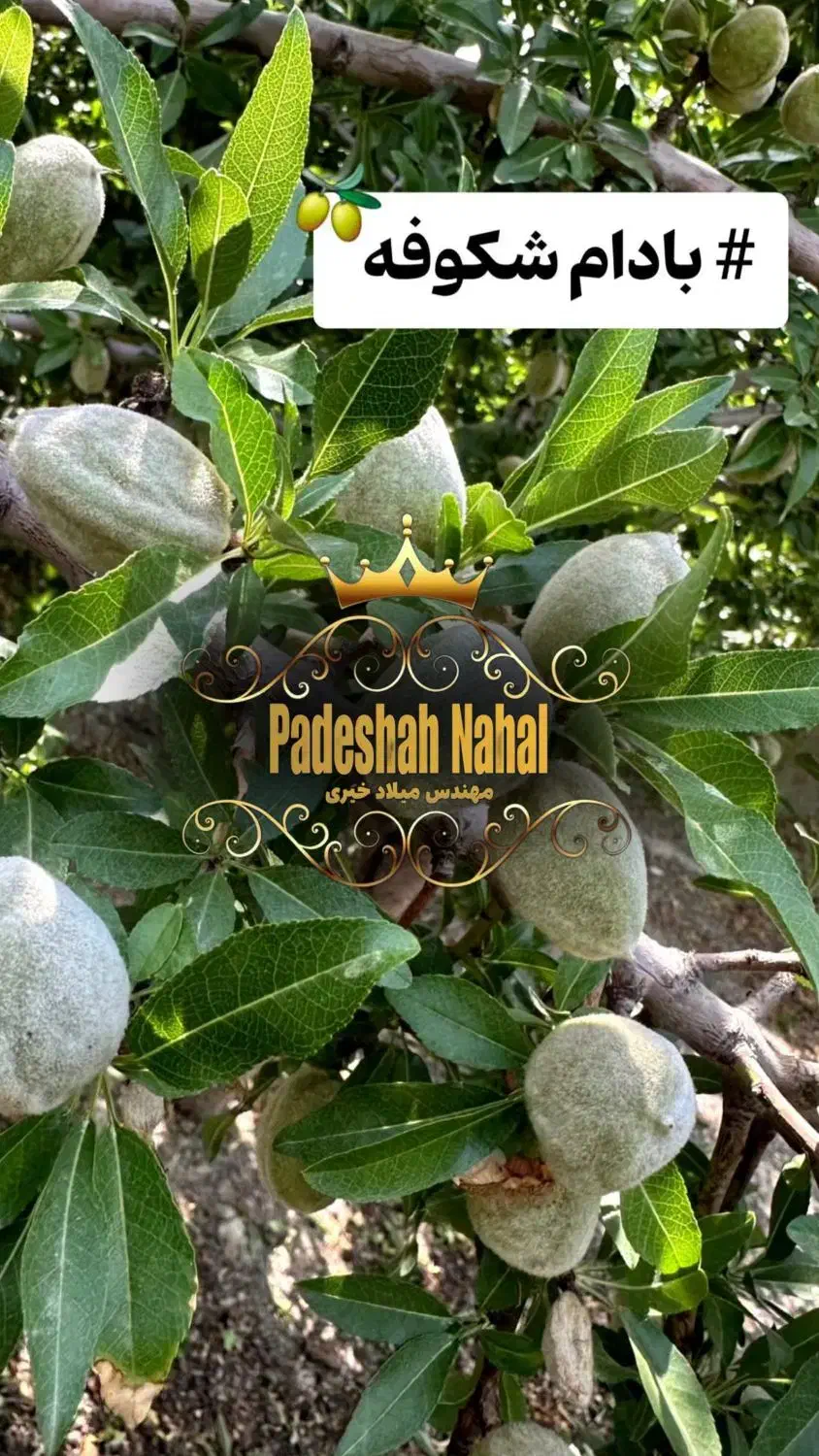 فروش نهال بادام یارانه ای زیر نظر جهاد کشاورزی|خدمات باغبانی و درختکاری|میاندوآب, |دیوار