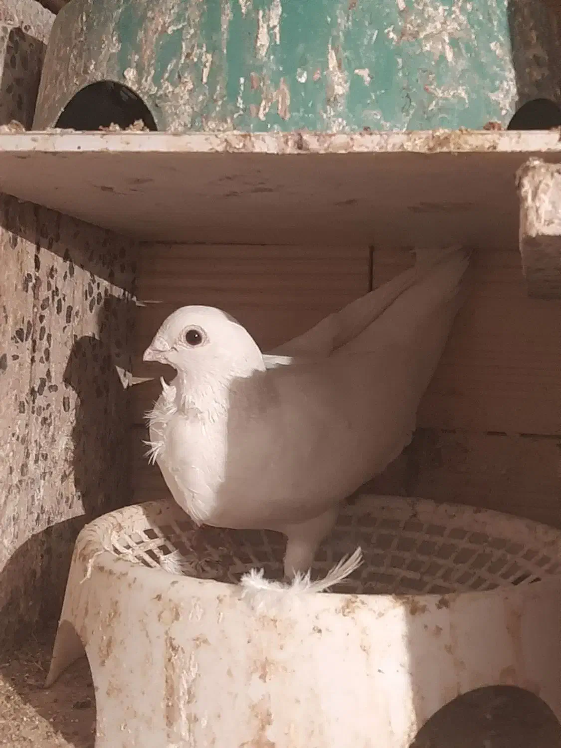 کبوتر|پرنده|جوانرود, |دیوار