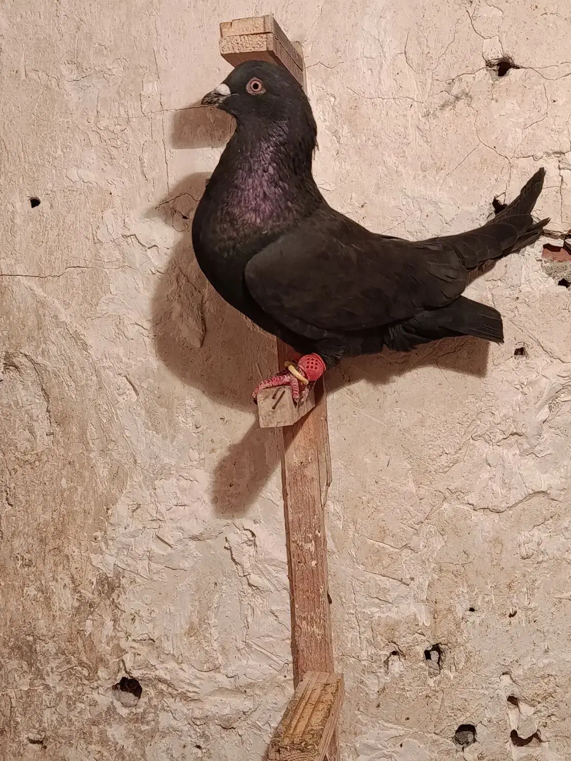 زاغ بمی|پرنده|کرمان, |دیوار