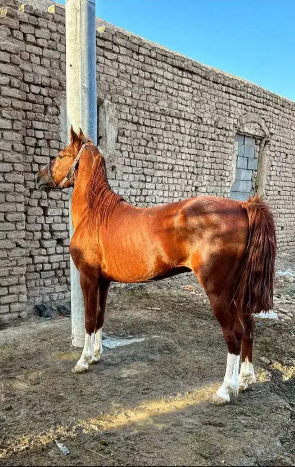 اسب نریان عرب کرد|اسب و تجهیزات اسب‌سواری|ری, جوانمرد قصاب|دیوار