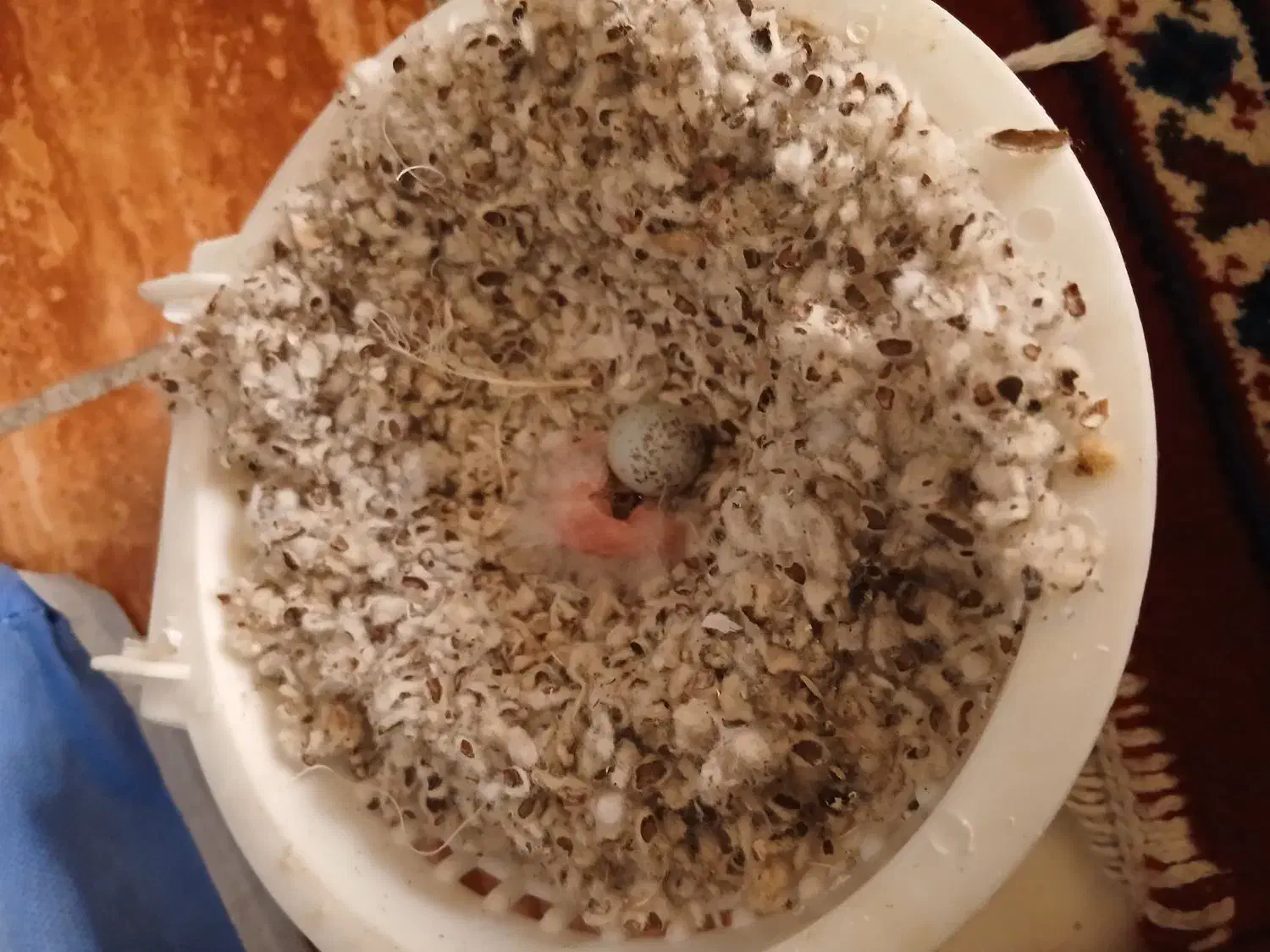 قناری|پرنده|قم, پردیسان|دیوار