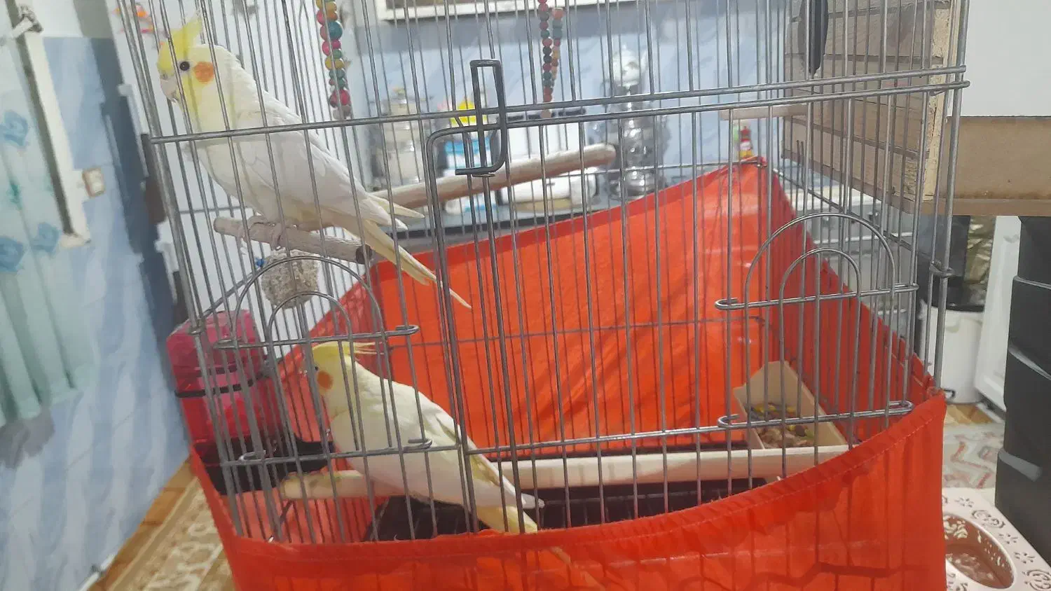 عروس هلندی نرو ماده سخنگو|پرنده|مشکیندشت, |دیوار