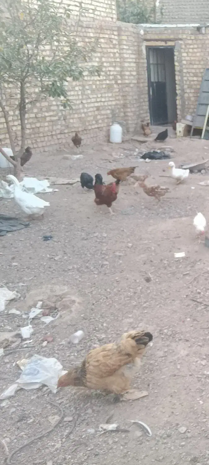 فروش مرغ و خروس محلی|حیوانات مزرعه|شال, |دیوار
